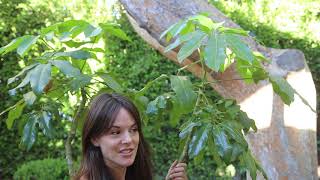 How to Deal with Scale on your Schefflera Umbrella Tree [upl. by Myra21]