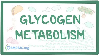 Glycogen metabolism [upl. by Haze]