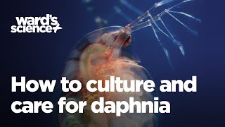 Caring and Culturing for Daphnia [upl. by Ahsla]