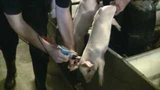 Pulse NeedleFree Systems Swine Vaccination Video 345 seconds HD [upl. by Grounds162]