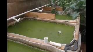 DIY Duckweed Grower [upl. by Assiluy]