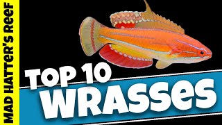 Top 10 Reef Safe Wrasse [upl. by Handal]