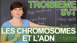 Les chromosomes et lADN  observations microscopiques  SVT  3e  les Bons Profs [upl. by Adria]