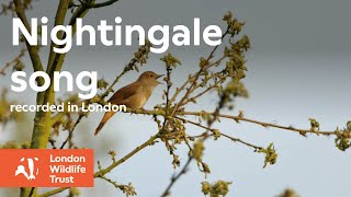 Nightingale song [upl. by Cash]