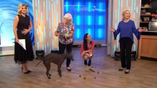 Dog Does A Poo LIVE On Studio 10 [upl. by Lavoie]