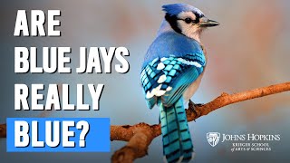 Are Blue Jays Really Blue [upl. by Covell]