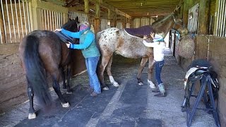 Tacking up Horses Blindfolded [upl. by Nolak]