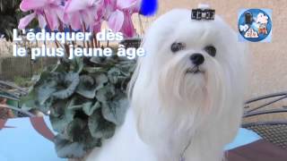 Le Bichon Maltais [upl. by Ekyt868]