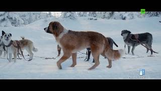 LA LLAMADA DE LO SALVAJE  Clip quotNuevo perro líderquot  YA EN CINES [upl. by Katine]