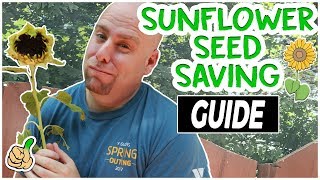 Harvesting Sunflower Seeds  Saving Sunflower Seeds Easy Way [upl. by Navek110]