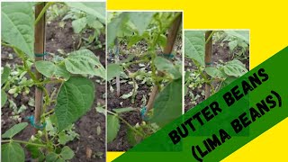 Butter Beans Lima Beans  Growing in the UK 2021  Update [upl. by Etnahs227]