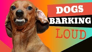 Dogs Barking  Sounds to make your dog bark [upl. by Harim]