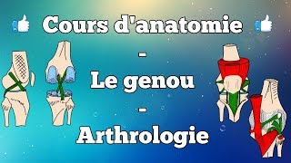 Anatomie du membre inférieur  Le genou [upl. by Aicilif]