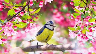 Relaxing Sleep Music Deep Meditation Music Bird sounds  quotSoothing Sounds of Naturequot Tim Janis [upl. by Lustick]