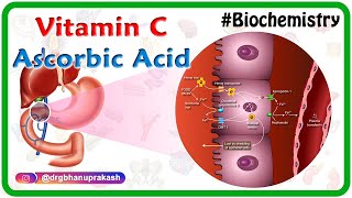 Vitamin C  Ascorbic acid Animation  MetabolismSources Synthesis  functions Scurvy [upl. by Llerahc]