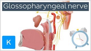 Glossopharyngeal Nerve Overview in 5 minutes  Human Anatomy  Kenhub [upl. by Riocard]