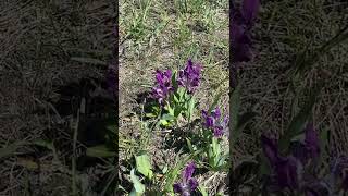 Wild flowers in the steppe [upl. by Nolana873]