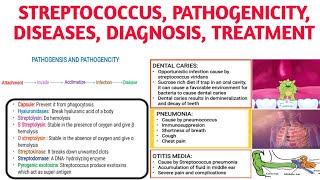 Streptococcus Classification Pathogencity Diseases Diagnosistreatment [upl. by Krystle]