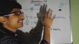 Chromatin Immunoprecipitation chip assay [upl. by Mohandas698]