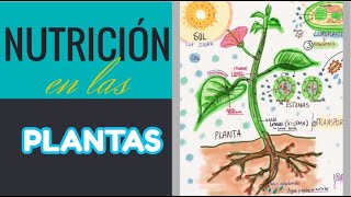 La Nutrición en las Plantas [upl. by Idyh824]