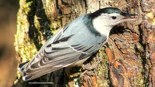 Nuthatch Calls Sounds and Behavior [upl. by Leftwich]