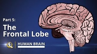 How to Improve Frontal Lobe Function [upl. by Leiruh]