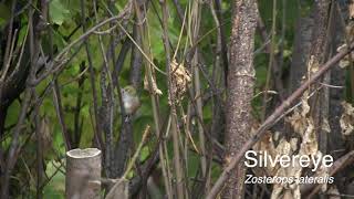 Silvereye Zosterops lateralis [upl. by Nandor]