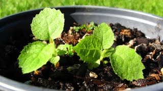 Growing Kiwifruit From Seed  Transplanting [upl. by Benisch]