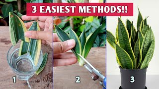 3 EASIEST Methods to Propagate SNAKE PLANTS  Snake Plant Propagation [upl. by Macegan]