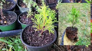 Rooting Arborvitae through Cuttings [upl. by Zebe]