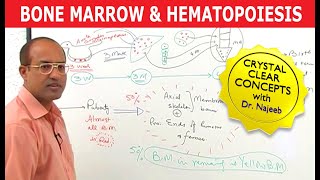 Bone Marrow and Hematopoiesis  Blood Cells Formation [upl. by Eesak]