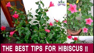 How to care for and fertilize Hibiscus China Rose Gudhal for an yearround flowering [upl. by Meid910]