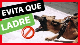 ¿Por qué mi PERRO LADRA a OTROS PERROS 😱 ► SOLUCIÓNALO ✅FÁCIL Y RÁPIDO [upl. by Negeam]