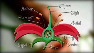 Flower Dissection  Reproduction in flowering plants [upl. by Caleb803]