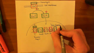 Vancomycin Resistant Enterococcus Part 2 [upl. by Aicnarf]