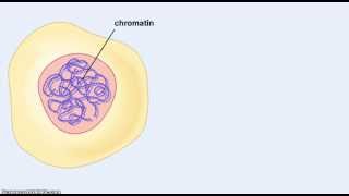 Chromosomes and chromatin [upl. by Barkley889]