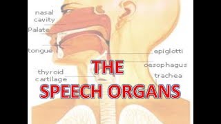 speech organs [upl. by Zandt]