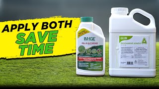 How to Apply PreEmergent and Kill Poa Annua at the SAME TIME [upl. by Asselem]