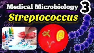 Streptococcus شرح بالعربي Morphology Classification and identification [upl. by Aliuqahs]