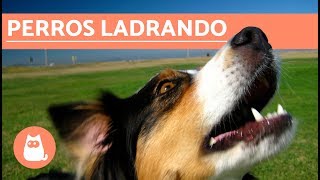 Los mejores LADRIDOS DE PERROS 🐶 Perros LADRANDO ¡MUY DIVERTIDO [upl. by Joiner]