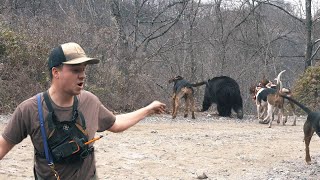 THREE BIG BEAR in ONE DAY  Bear Hunting with Hounds [upl. by Kcira]