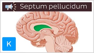 Septum pellucidum  Anatomical Terms Pronunciation by Kenhub [upl. by Blanchette]