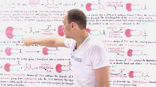 Fatty Acid Synthesis [upl. by Yahc]