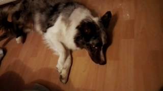 Epilepsie Hund Australian Shepherd Krampf Anfall [upl. by Nedroj]