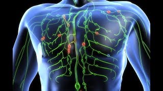 HOW IT WORKS The Lymphatic System [upl. by Yarw]