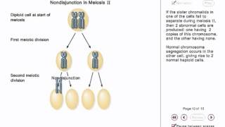 Chromosome Nondisjunction Animation [upl. by Furr922]