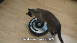 Cat shows HOW TO use iRobot Roomba Vacuum [upl. by Bronson]