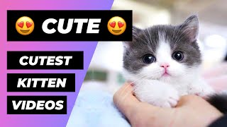 The Cutest Kittens In The World 🔴 1 Minute Animals [upl. by Ardnait]