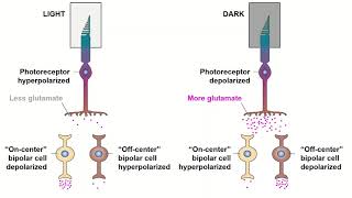 Receptive Fields and ONOFF Center Bipolar Cells [upl. by Slaby]