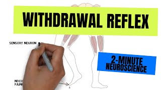 2Minute Neuroscience Withdrawal Reflex [upl. by Eckardt]